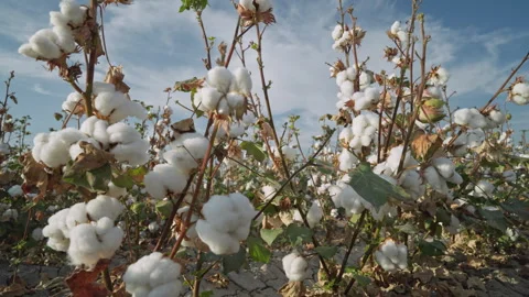 Cotton fields . Dolly shot Stock Footage 288567660