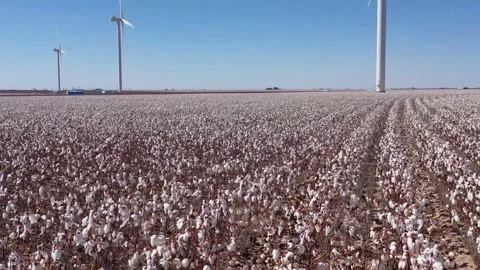 Cotton Fields Flyover Stock Footage 317318862