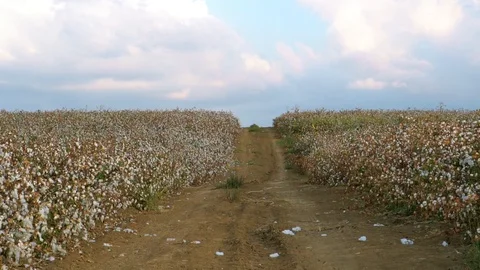 Cotton Fields Stock Footage 97223296