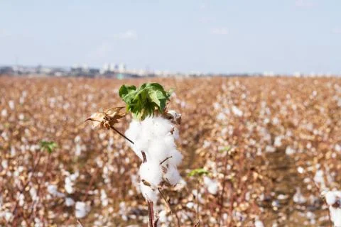 Cotton fields Stock Photos