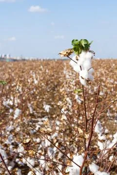 Cotton fields Stock Photos
