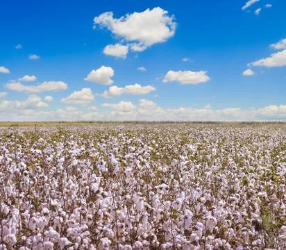Cotton fields Stock Photos