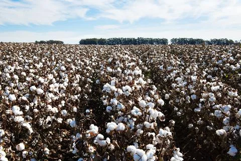 Cotton Fields Foto stock