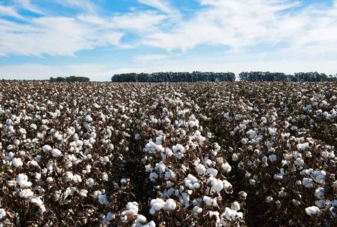 Cotton Fields Stock Photos