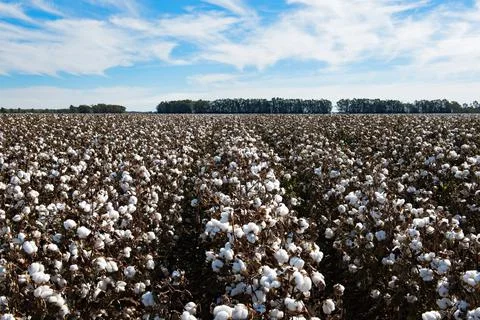 Cotton Fields Stock Photos