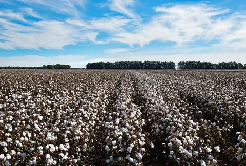 Cotton Fields Stock Photos