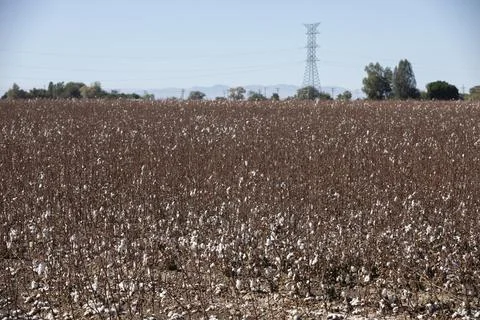 Cotton Fields Stock Photos