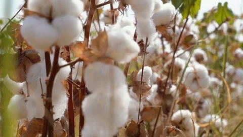 Cotton fields, pure white cotton ready to be harvested, against a blue sky Video stock 117348691