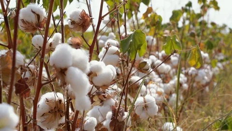Cotton fields, pure white cotton ready to be harvested, against a blue sky Video stock 117348699
