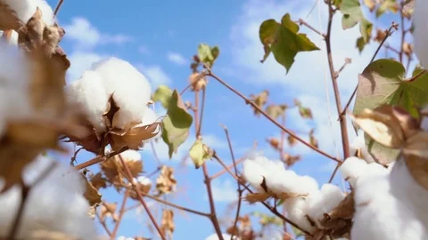 Cotton fields, pure white cotton ready to be harvested, against a blue sky backg Video stock 117569289