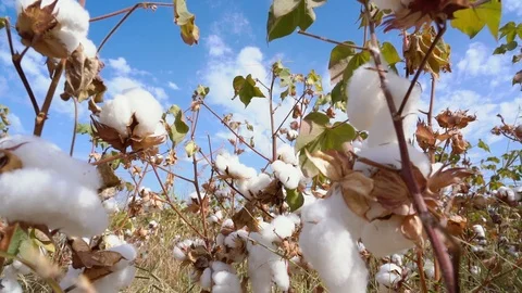 Cotton fields, pure white cotton ready to be harvested, against a blue sky backg Video stock 117569336