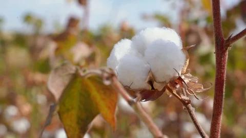 Cotton fields, pure white cotton ready to be harvested, against a blue sky backg Video stock 117569374