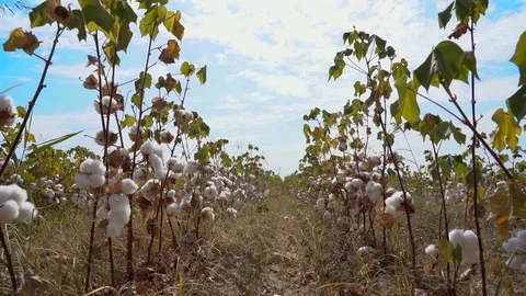 Cotton fields, pure white cotton ready to be harvested, against a blue sky backg Video stock 117569419