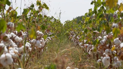 Cotton fields, pure white cotton ready to be harvested, against a blue sky backg Video stock 117569468