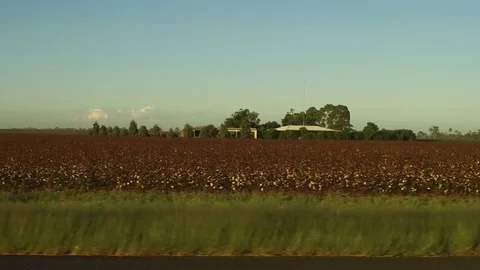 Cotton Fields in Queensland Australia 動画素材 73644065
