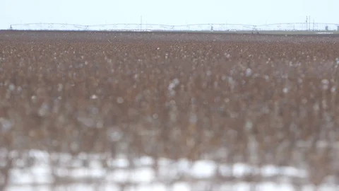 Cotton fields in the snow Stock Footage 104888210