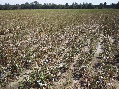 Cotton Fields of the South Stockbeeldmateriaal 80375444
