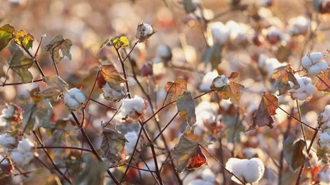 Cotton Fields Sunrise Soft Glow Light Pan Stock Footage 164117312