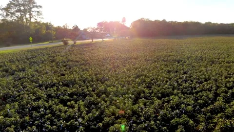 Cotton fields at sunset Cape Charles, Va Stock Footage 142325779