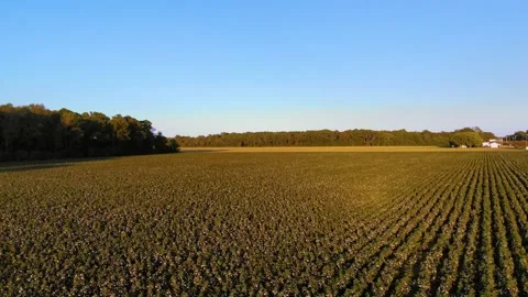 Cotton fields at sunset Stock Footage 142325792