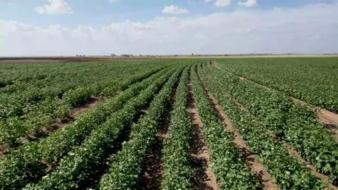 Cotton Fields in West Texas Stock Footage 161804355