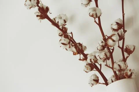 Cotton flower background Stock Photos