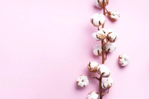 Cotton flower branch on pink background with copy space. Top view. Flat lay Stock Photos