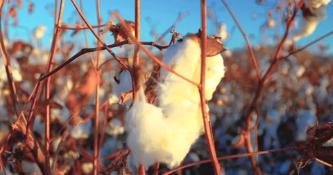 Cotton Flower Close-up Stock Footage 121735490