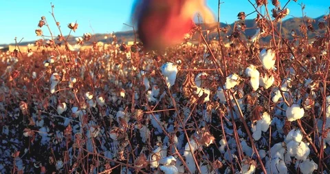 Cotton Flower Video stock 121734210