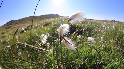 Cotton flower grass Stock Footage 71557150