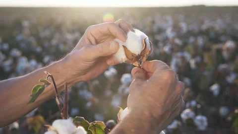Cotton flower in hand close up Stock Footage 147603656