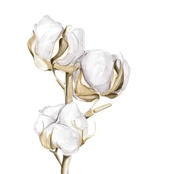Cotton flower Ilustración de archivo