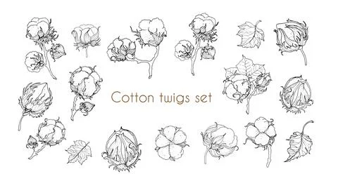 Cotton flower. A large set of elements from the branches for design. Monochro Illustrazione stock