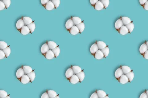 Cotton flower pattern on blue background. Top view, flat lay 스톡 사진