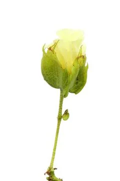 Cotton flower Stock Photos