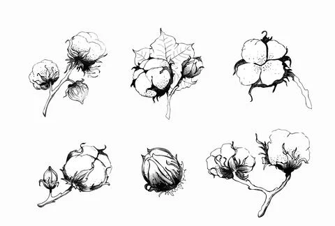Cotton flower. A set of elements for design. Monochrome hand drawing. Vector Stock Illustration