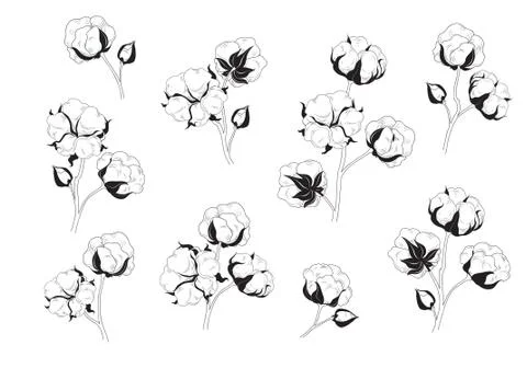 Cotton flower set. Natural material floral collection. Stock Illustration