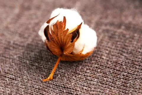 Cotton flower on wool background flat lay top view Stock Photos