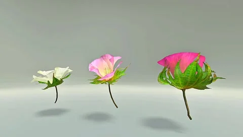 Cotton flowers Stock-Footage 316418352