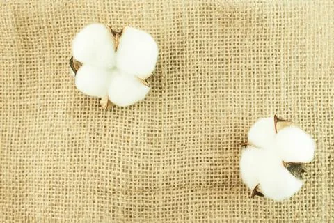 Cotton flowers on a sacking background. Stock Photos