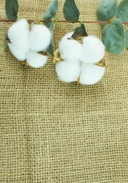 Cotton flowers on a sacking background. Stock Photos