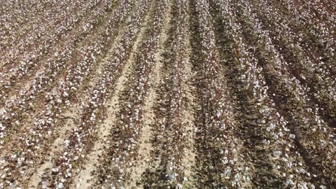 Cotton flyover Stock Footage 250885109