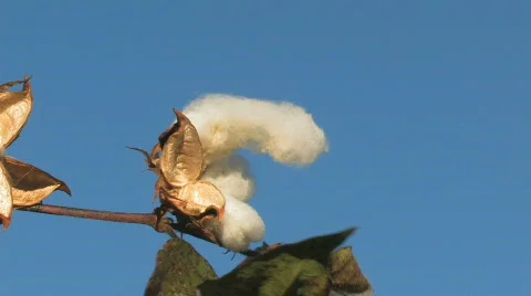 Cotton Stock-Footage 840813