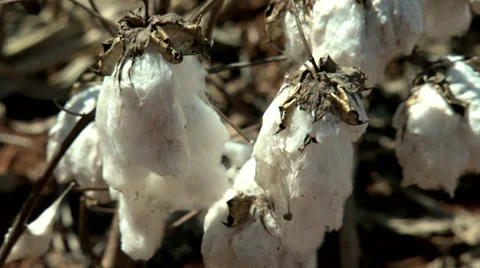 Cotton Stock Footage 37837241