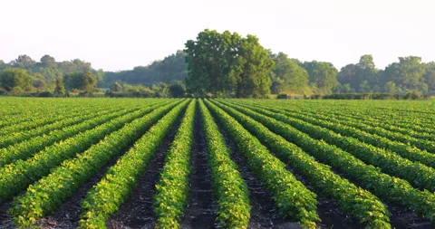 Cotton Vídeos de archivo 130939122