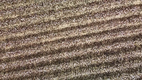 Cotton Stock Footage 250885005