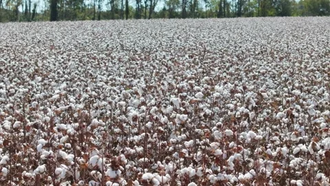 Cotton Stock Footage 320256919