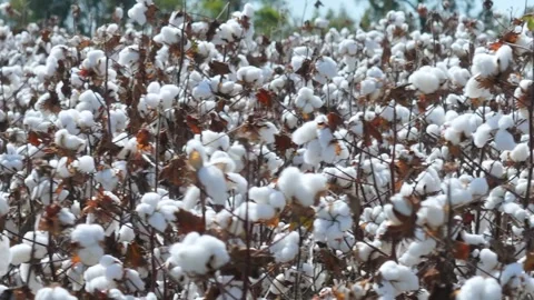 Cotton Stock Footage 320256922