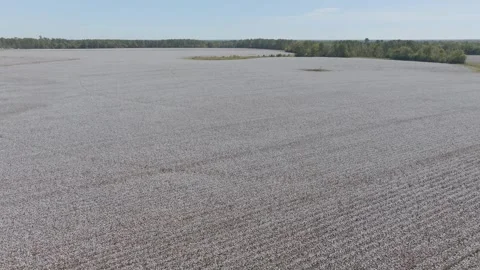 Cotton Stock Footage 320256926