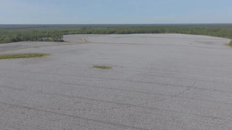 Cotton Stock Footage 320256927